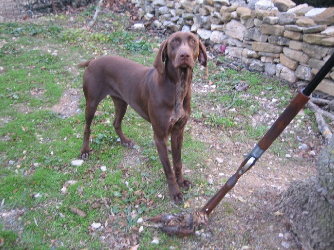 du domaine du framire - LOLY (Fiona/Champion) LE JOUR DE SES 10 MOIS, SA 1ère BECASSE