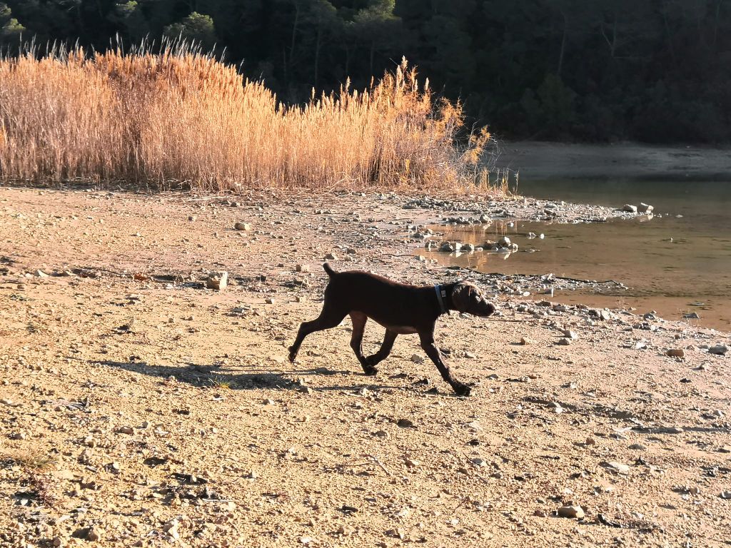 du domaine du framire - SHADOW (Mode/Lion du Val de Cèze) AU LAC DE CECELES