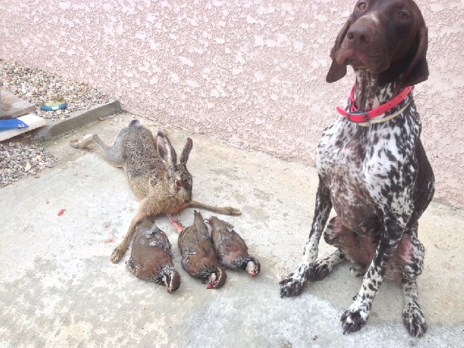 du domaine du framire - HEIDI (Baila/Domino du Pied du Mont) SAISON DE CHASSE BIEN COMMENCEE