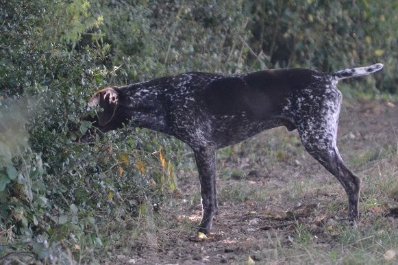 du domaine du framire - LEO (Heidi/Dior du Val de Cèze) A L'ARRET