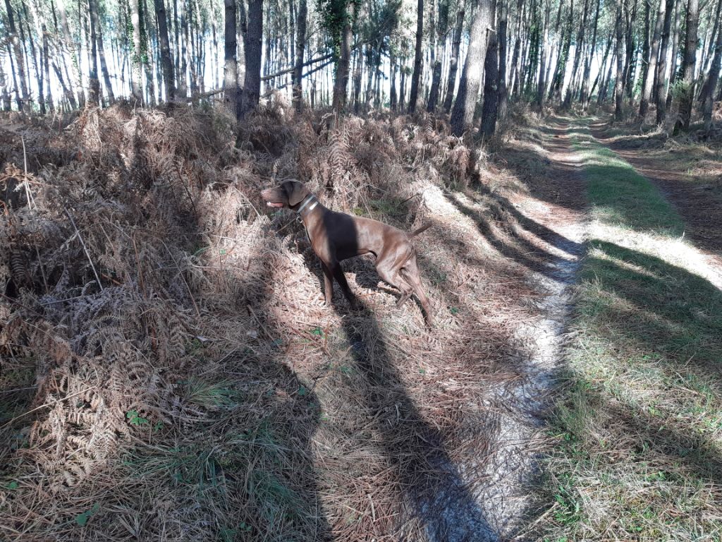 du domaine du framire - ONYL (Darling/Hozo des Garrigues du Ministre) CHASSE EXCEPTIIONNELLE