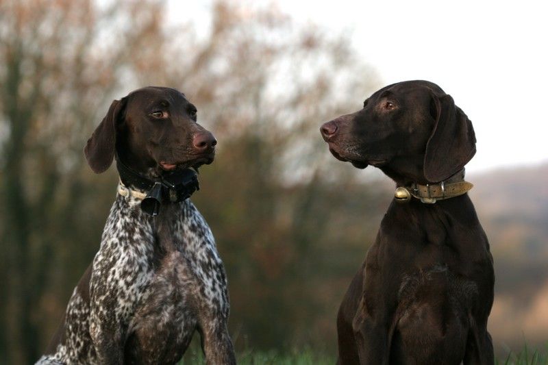 du domaine du framire - OLLIE (Jade/Eto'o) avec HEMMA MAGNIFIQUE FIN DE SAISON DE CHASSE