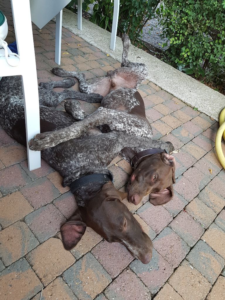 du domaine du framire - PHILOU et PLATON (Loïs/Lago De Soubados) PETIT MOMENT CALIN