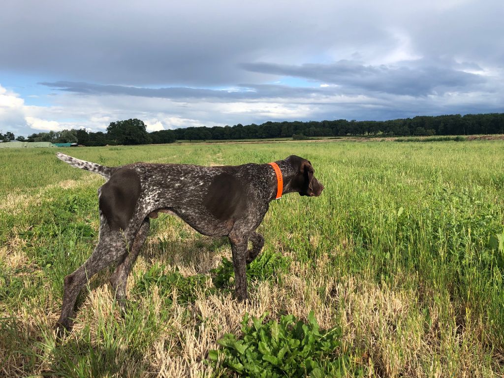 du domaine du framire - PLATON/PHILOU (Loïs/Lago de Soubados) EN DRESSAGE