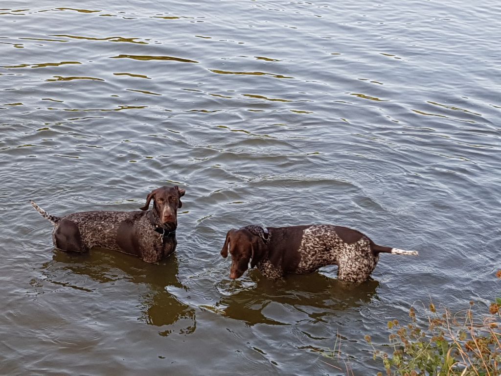 du domaine du framire - PHILOU et PLATON (Loïs/Lago Desoubados) A LA RECHERCHE DES CANARDS