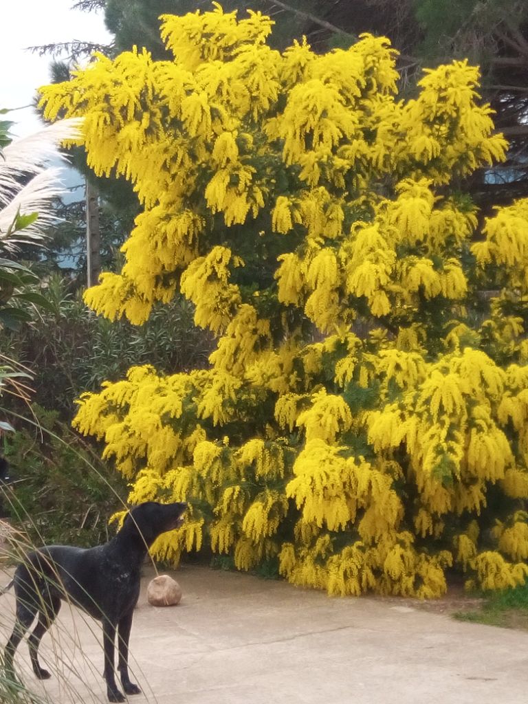 du domaine du framire - ISHKA (Vicomte/Eden du Mas de l'Arbre) EN ADMIRATION DEVANT LE MIMOSAS