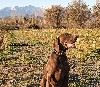  - MEILLEURS VOEUX DE SIOUX (Mode/Lion du Val de Cèze)