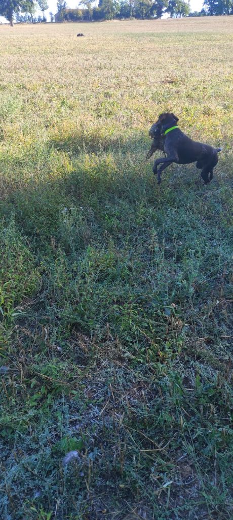 du domaine du framire - SELMA (Léa/Mac Gyver) SACREE CHASSEUSE