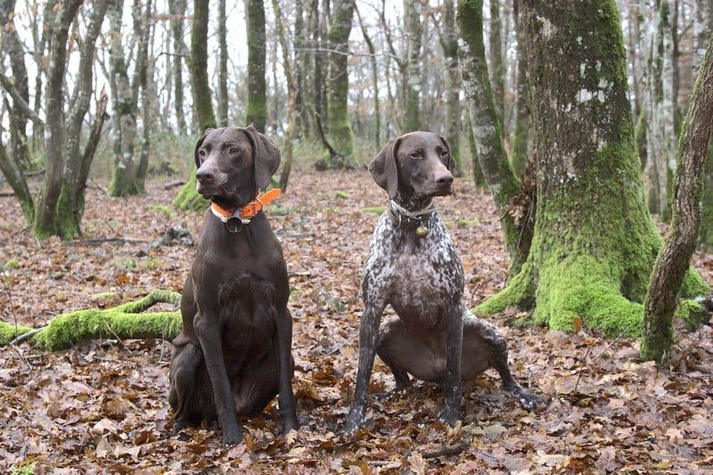 du domaine du framire - HEMMA et OLLIE FIN DE SAISON DE CHASSE