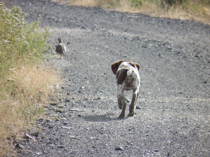 du domaine du framire - MIETTE (Fiona/Diablo) A 4 MOIS ARRET SUR SES 1ER PERDREAUX, CA PROMET!