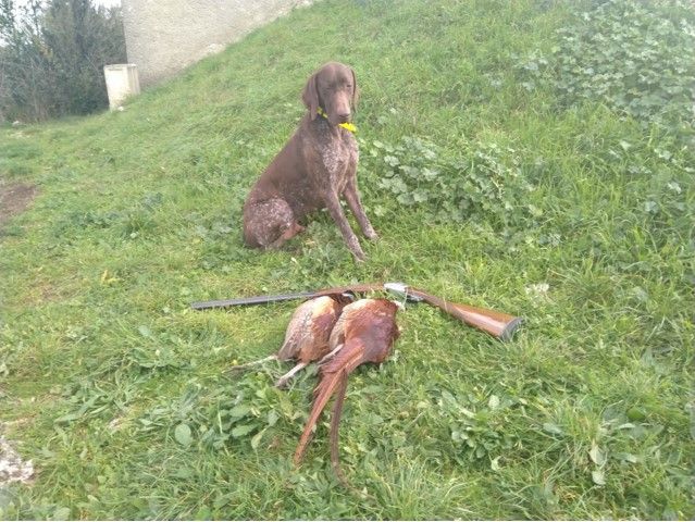 du domaine du framire - N'TUCO (Fiona/Dior du Val de Cèze) EXCELLENTE SAISON DE CHASSE