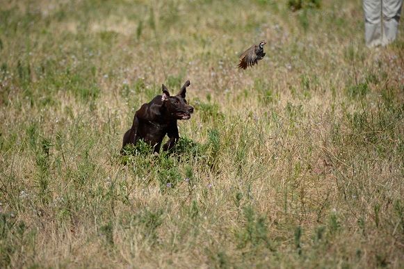 du domaine du framire - A QUI APPARTIENT CE CHIEN ?