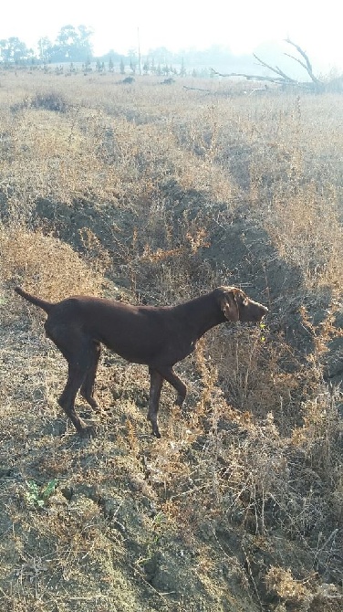 du domaine du framire - LIO (Heidi/Dior du Val de Ceze) CHASSE EN ALGERIE 