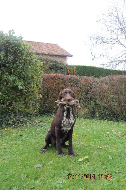 du domaine du framire - JIPSIE (Daphnée/Calin) ET SA 1ERE BECASSE A 7 MOIS