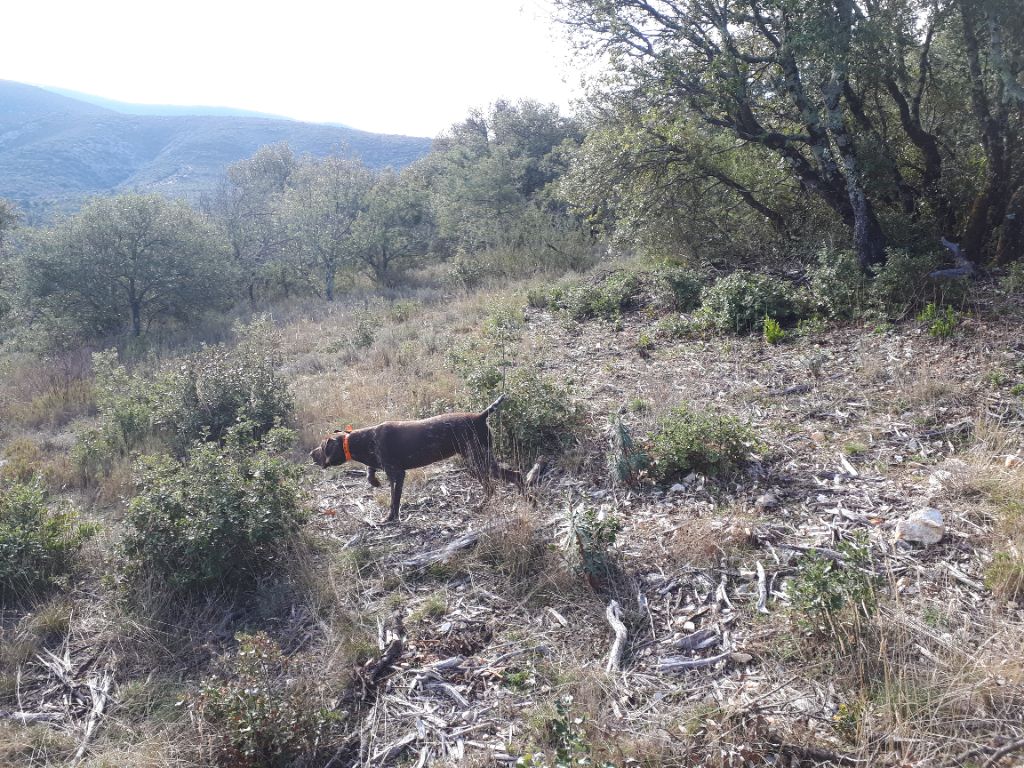 du domaine du framire - PIAF (Mode/Lion Val Cèze) BONNE ANNEE