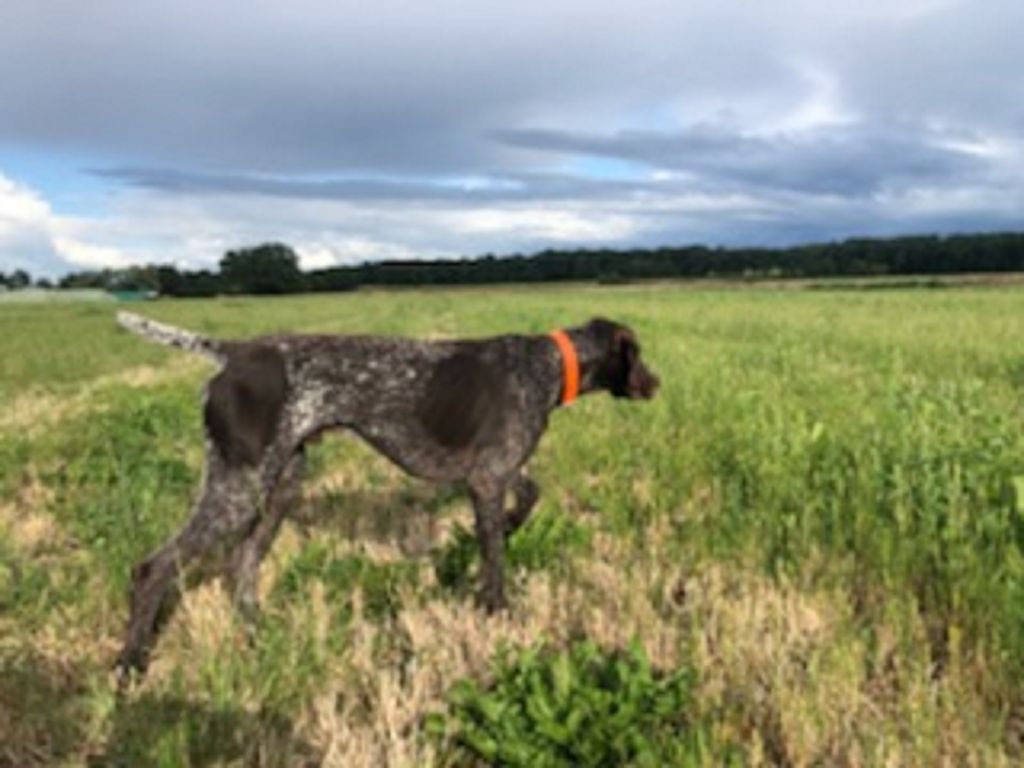 du domaine du framire - PHILOU et PLATON (Loïs/Lago Desoubados)  EN MODE CHASSE