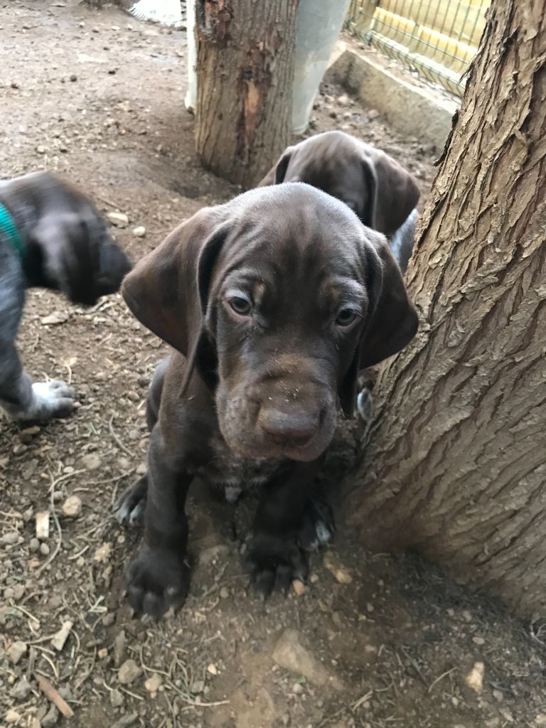 du domaine du framire - Chiot disponible  - Braque allemand à poil court