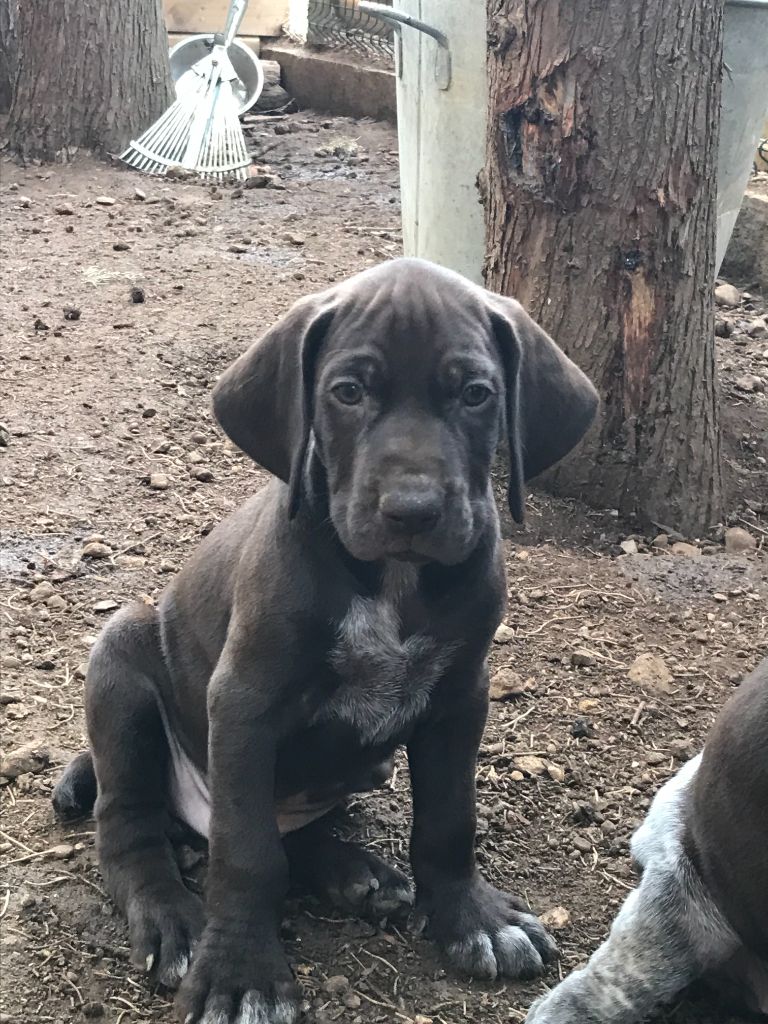 du domaine du framire - Chiot disponible  - Braque allemand à poil court