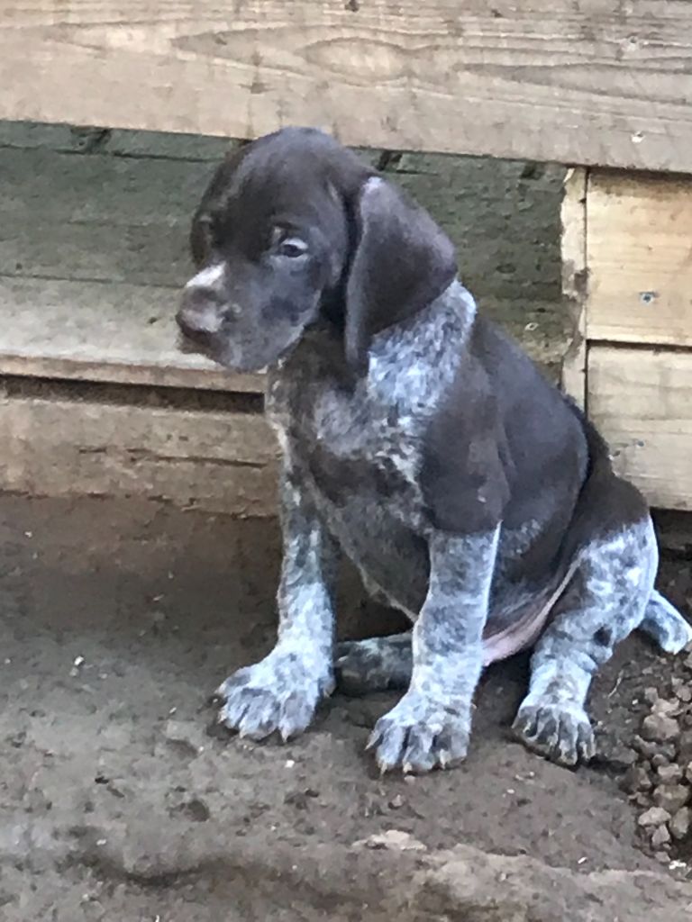 du domaine du framire - Chiot disponible  - Braque allemand à poil court