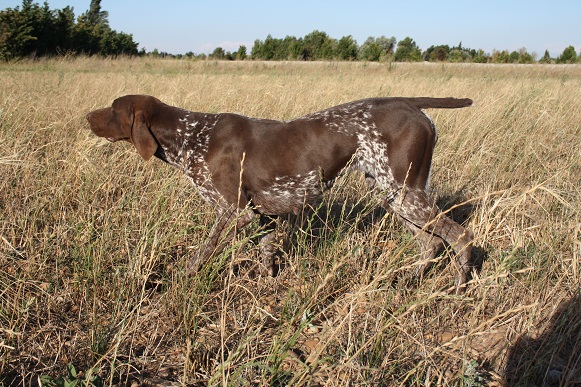 CH. Fiona (Sans Affixe)