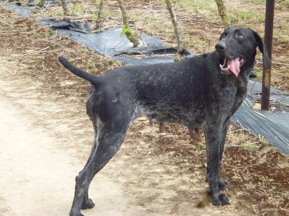 Erka des monts cevenoles