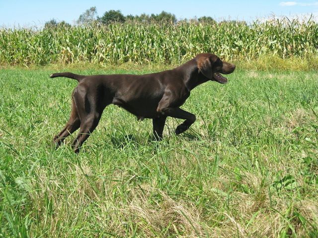 TR. Glamour du domaine du framire