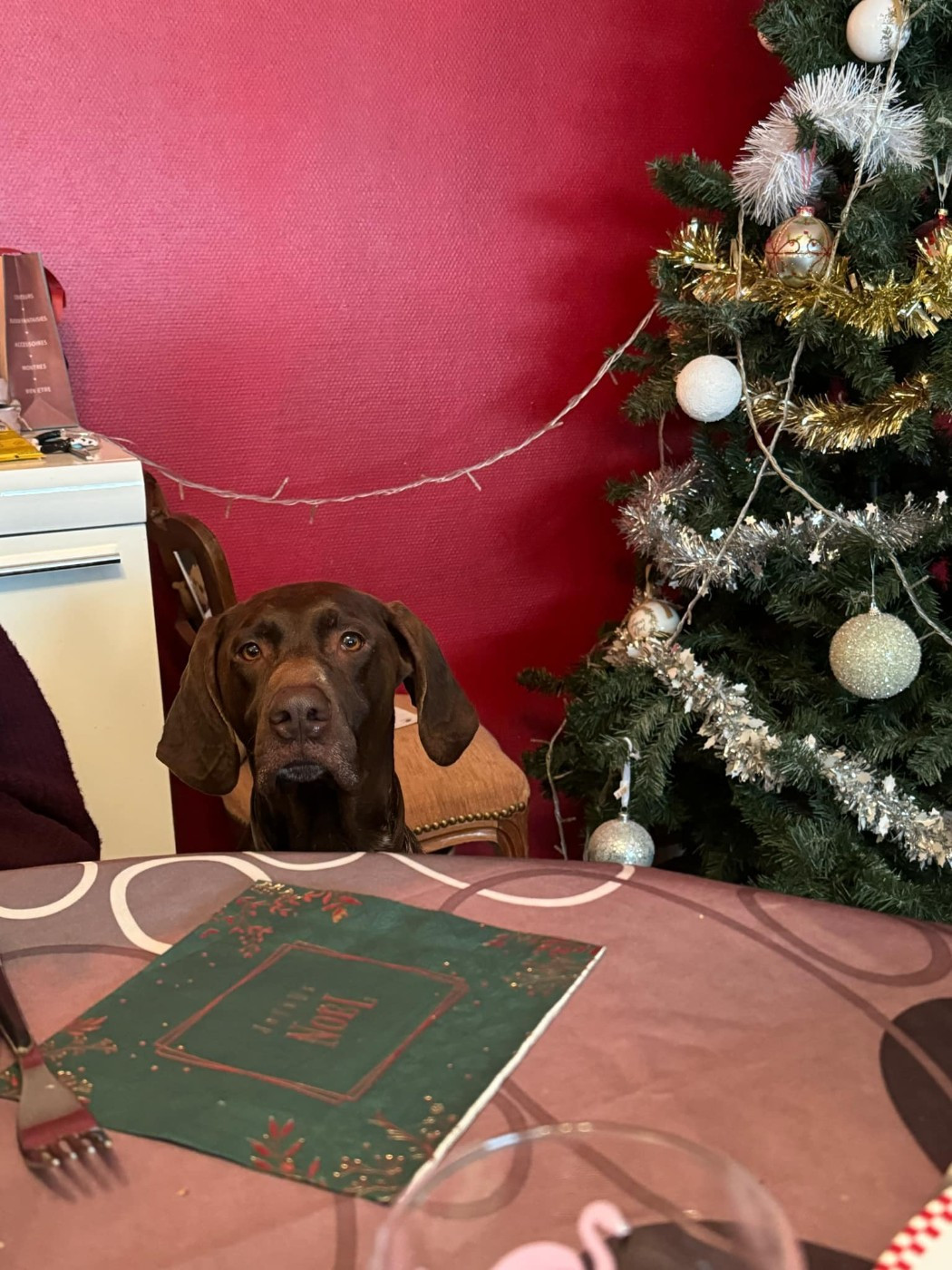 du domaine du framire - LE NOEL DE SHADOW (Mode/Lion du Val de Cèze)