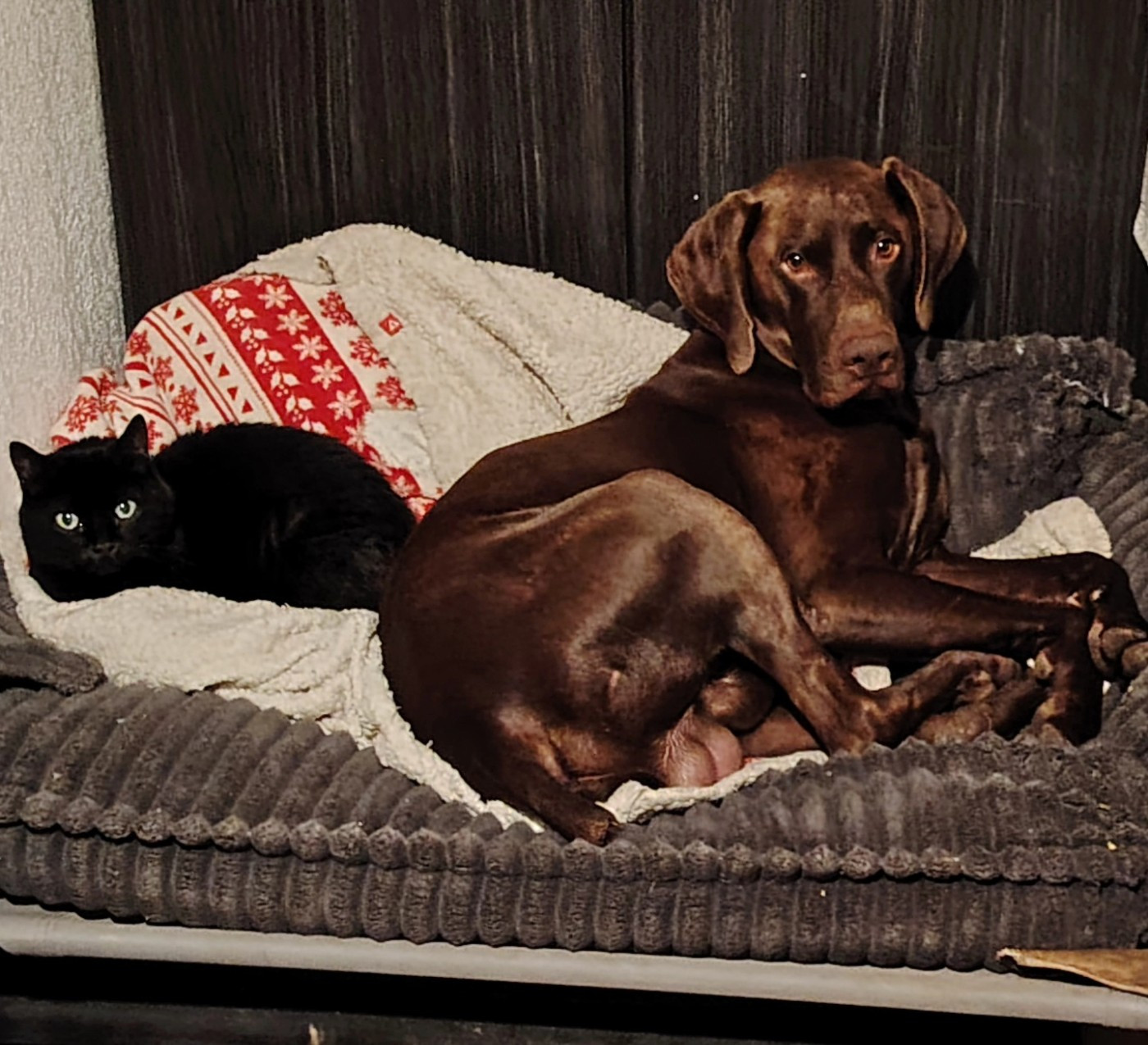 COMME CHIEN ET CHAT AVEC SHADOW (Mode/Lion du Val de Cèze)