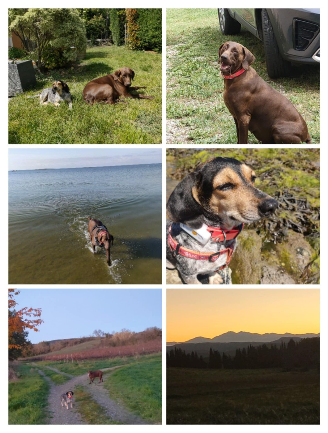 MAYA (Fiona/Diablo de l'Escalayole) ET SES COMPAGNONS DE JEU