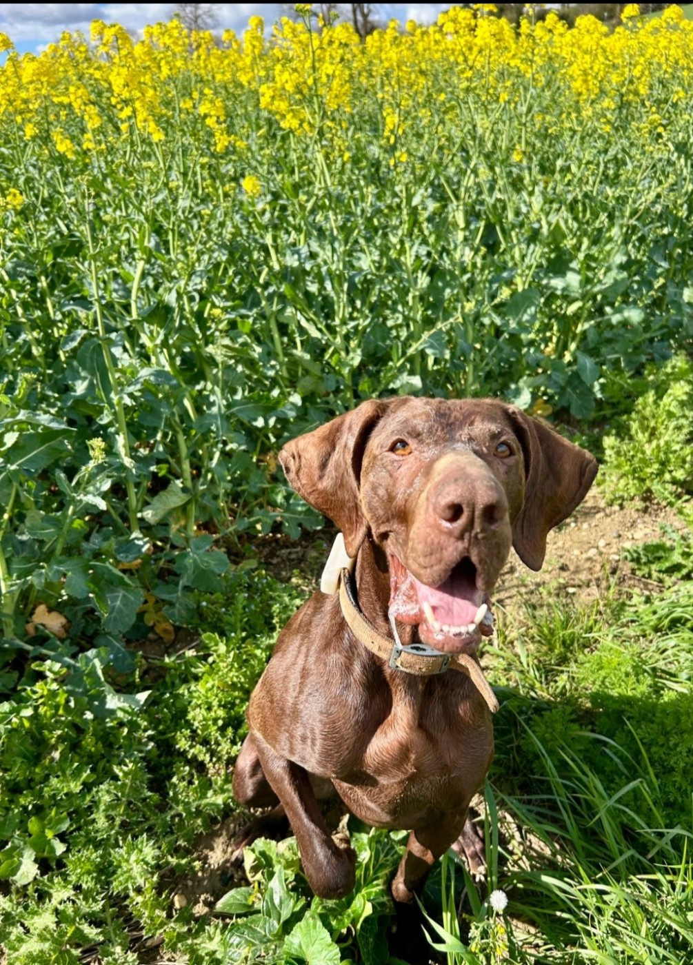 PRESENTATION DE RUBY (Maya/Lion du Val de Cèze)