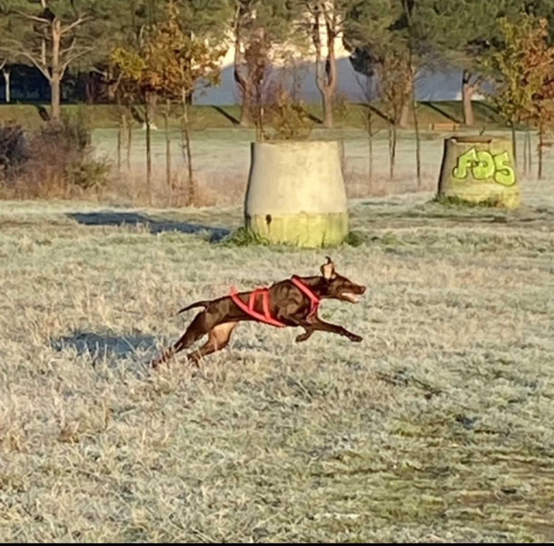 RUBY (Maya/Lion du Val de Cèze) UN BRAQUE DE FIELD ?
