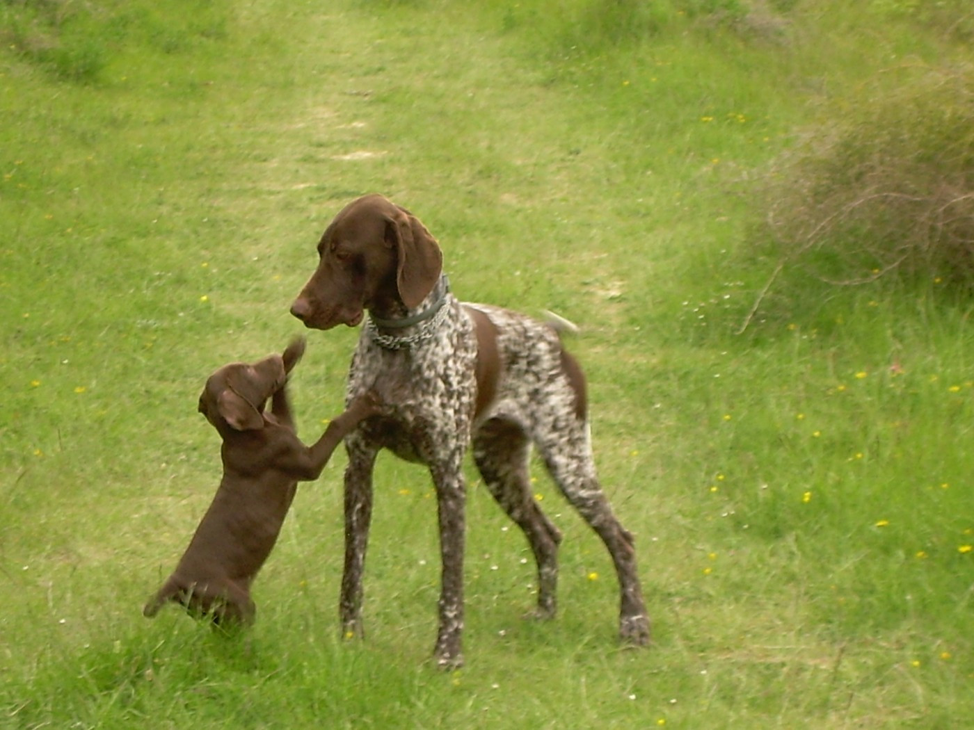 LOUKI (Darius des Granges de la Dombes/Evita) et MINI POUCE (Diablo/Daphnée) 10 ANS DEJA