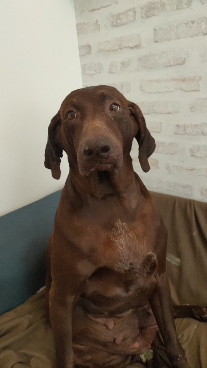 MAYA (Fiona/Diablo de l'Escalayole)