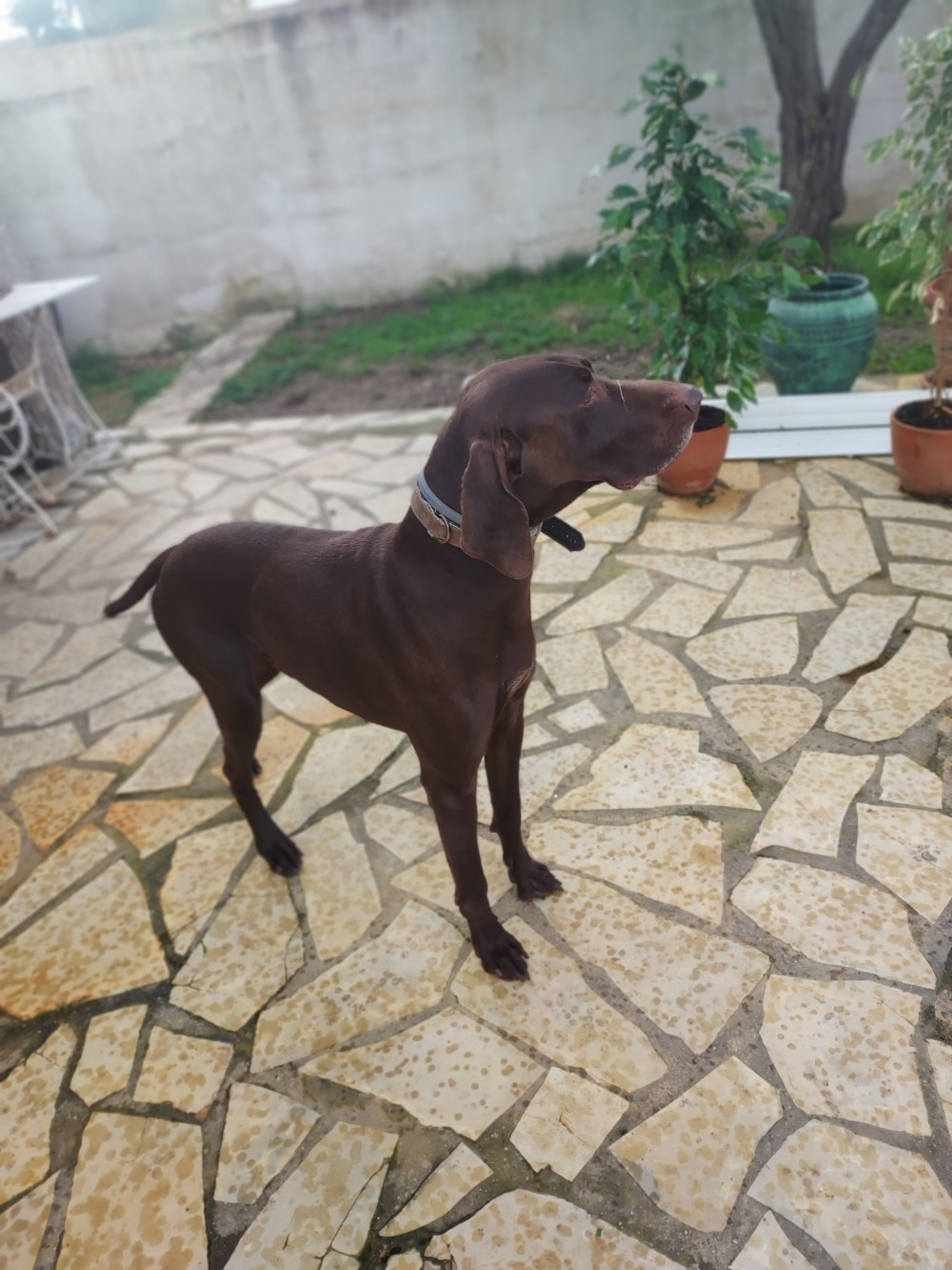 OZO (Hip Hip Hip Houra/Hozo des Garrigues du Ministre)