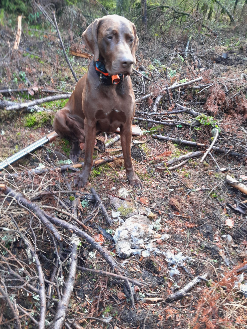 MACK DU DOMAINE DU FRAMIRE (Fiona/Diablo de l'Escalayole) FRERE DE MAC GYVER