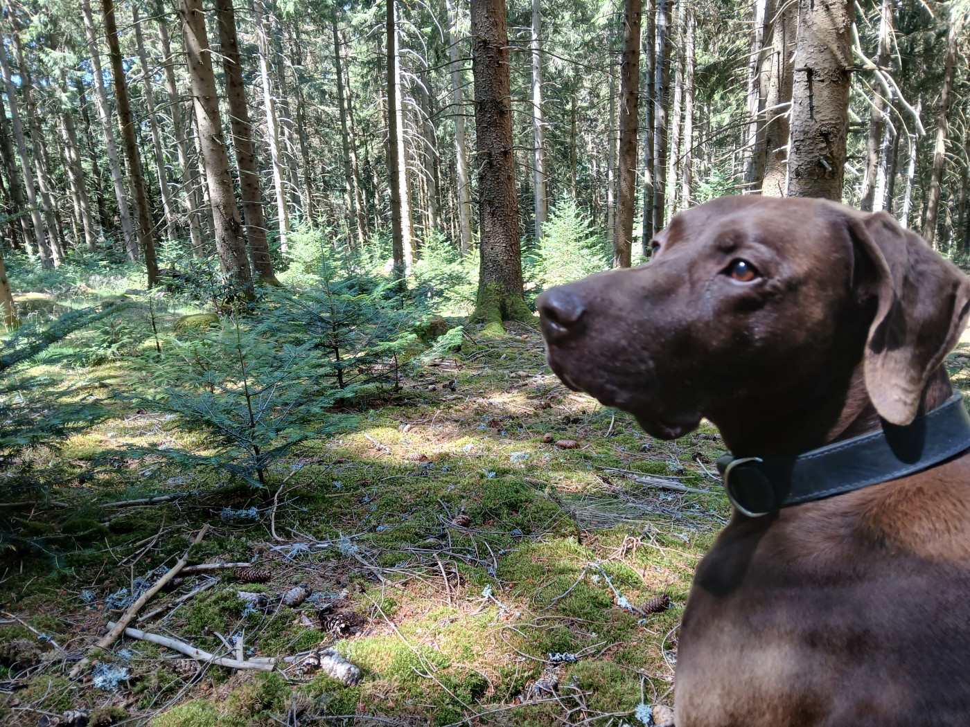 MACK DU DOMAINE DU FRAMIRE (Fiona/Diablo de l'Escalayole) FRERE DE MAC GYVER