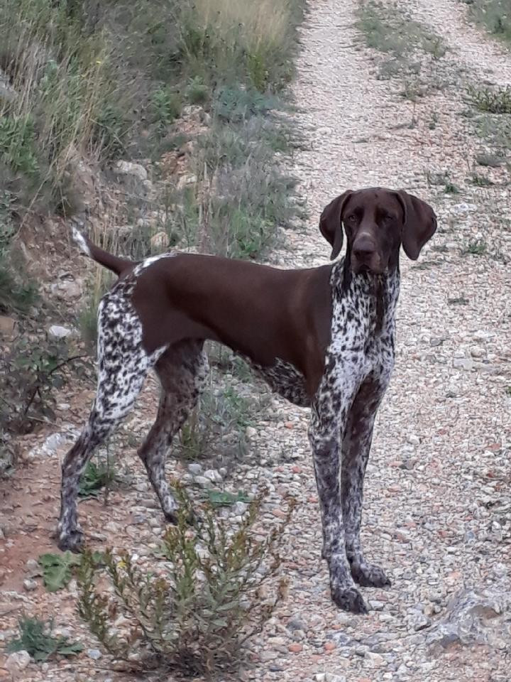 OLLY DU DOMAINE DU FRAMIRE (Fiona/Dior du Val de Cèze)