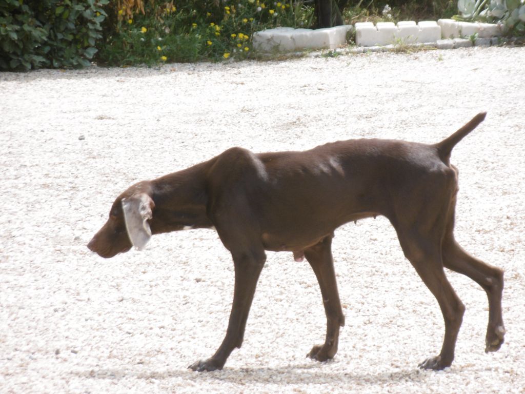 du domaine du framire - PIN UP (Jade/Lion du val de Cèze) MAIS QUEL ARRÊT !!!