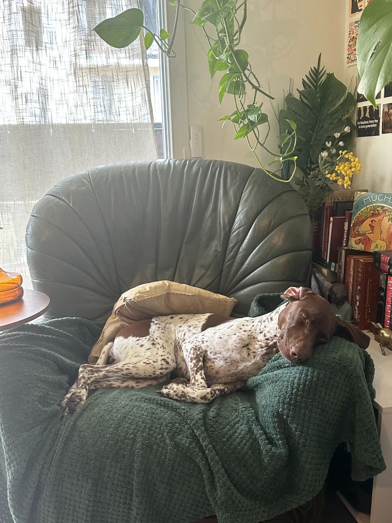 du domaine du framire - TALIA (Pin Up/Mac Gyver) 3 ANS