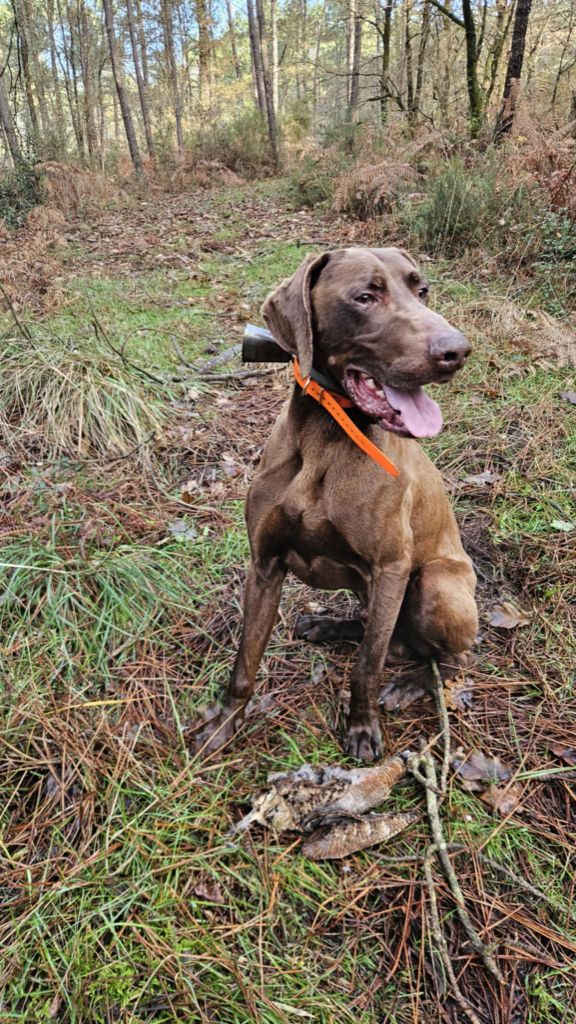 du domaine du framire - ONYL (Darling du Clos des Morandes/Hozo des Garrigues du Ministre) 